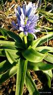 Image de Hyacinthoides lingulata (Poir.) Rothm.