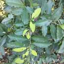 Image of Achatocarpus nigricans Triana