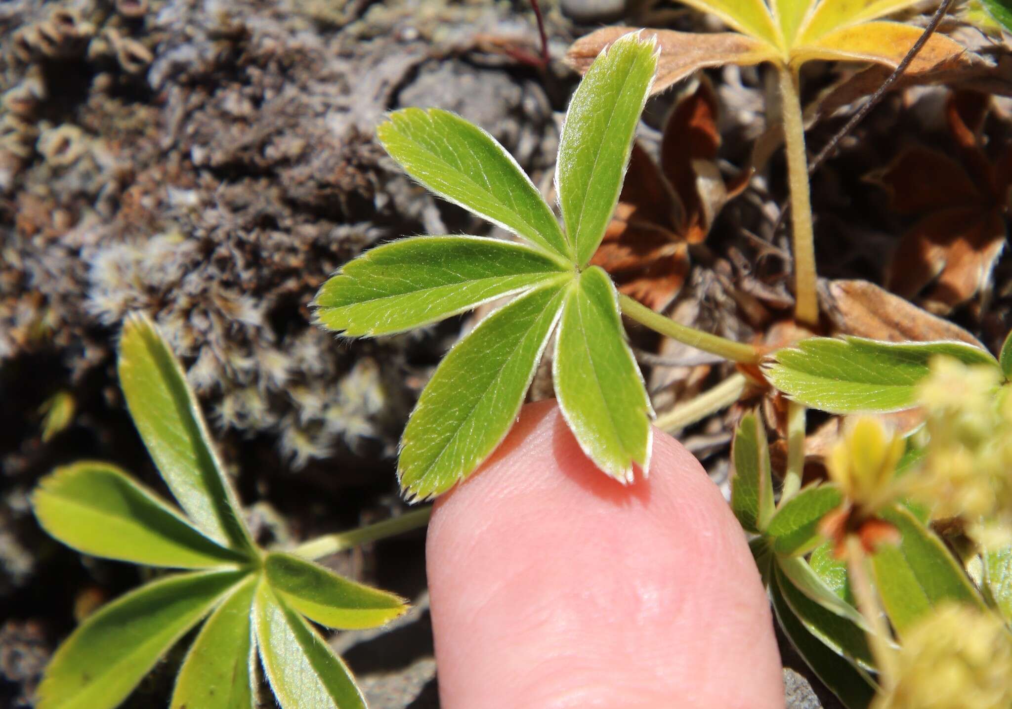 Image of Alpine Lady's-mantle