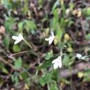 Image of Rhinacanthus latilabiatus (K. Balkwill) I. Darbysh.