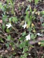 Rhinacanthus latilabiatus (K. Balkwill) I. Darbysh. resmi