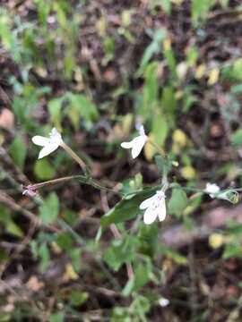 Rhinacanthus latilabiatus (K. Balkwill) I. Darbysh. resmi