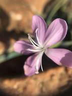 Image of Dianthus ciliatus Guss.