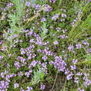 Thymus minussinensis Serg. resmi