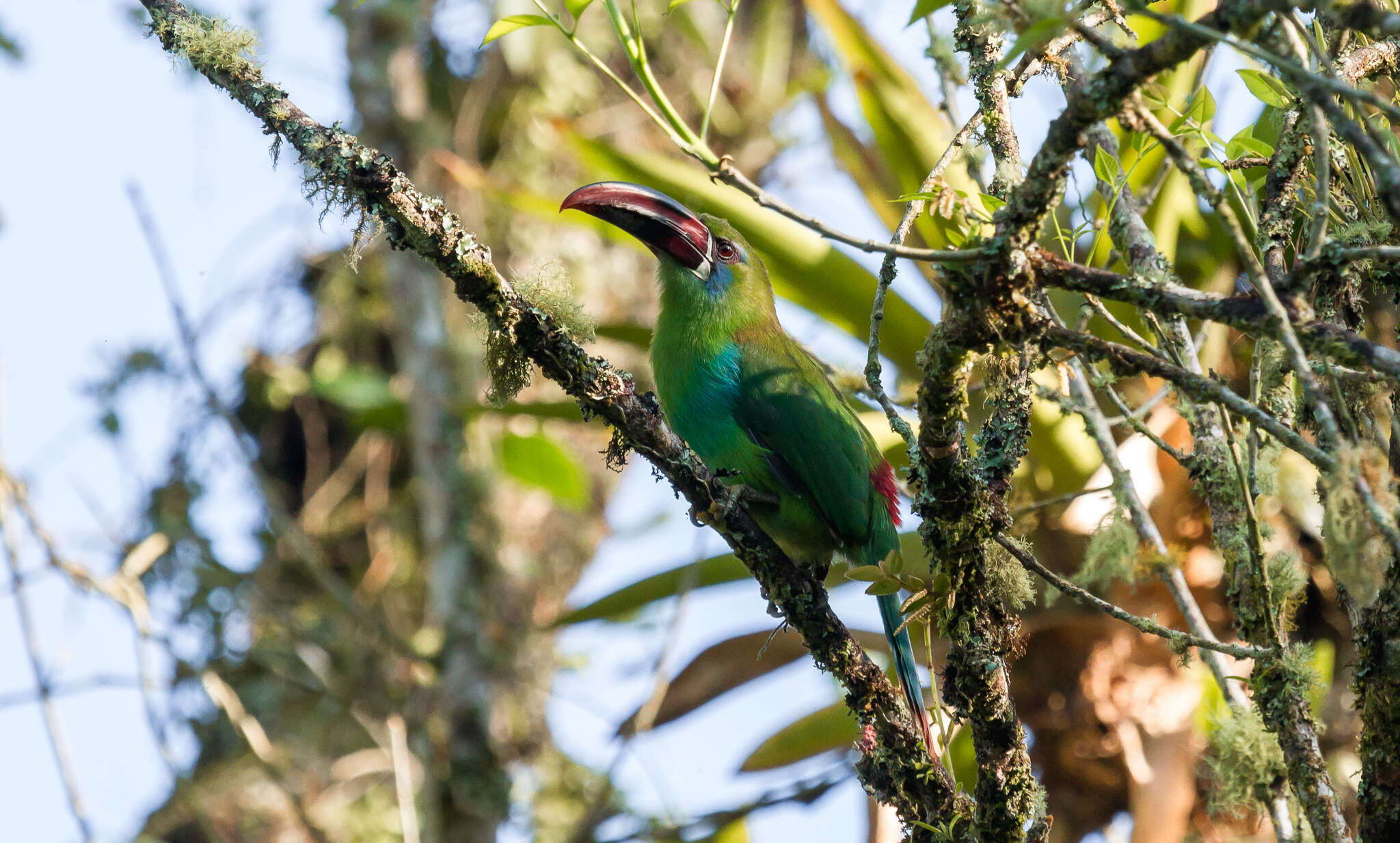 صورة Aulacorhynchus haematopygus haematopygus (Gould 1835)