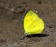 Imagem de Eurema nicevillei (Butler 1898)