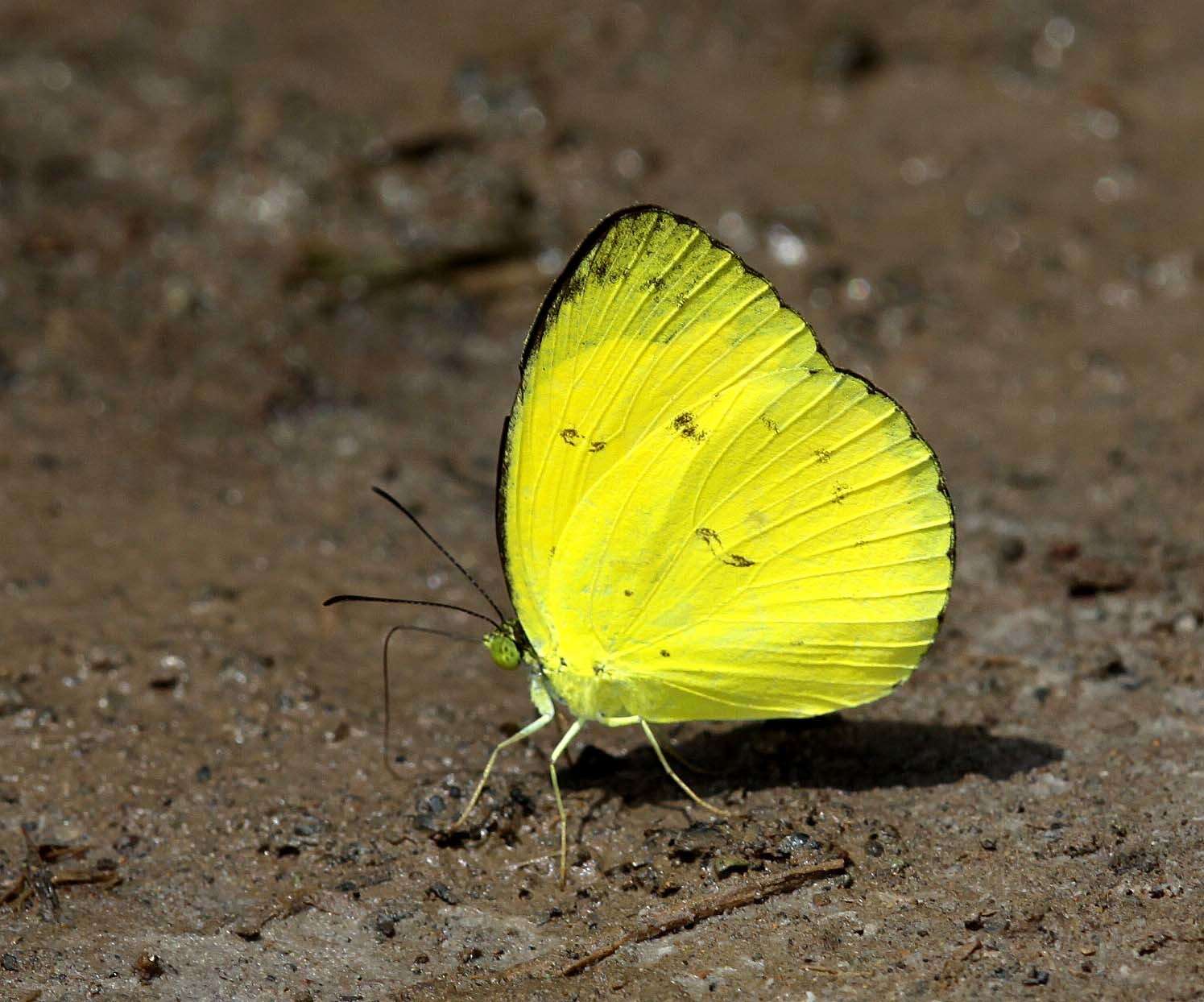 Imagem de Eurema nicevillei (Butler 1898)