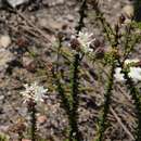 Image of Selago brevifolia Rolfe