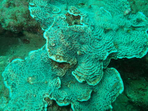 Image of Slender Lettuce Coral