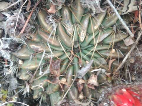 Image of Echinopsis chrysochete Werderm.