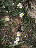 Image de Aster panduratus Nees ex Walp.