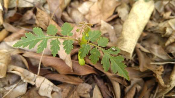 Image de Koelreuteria elegans subsp. formosana (Hayata) F. G. Meyer