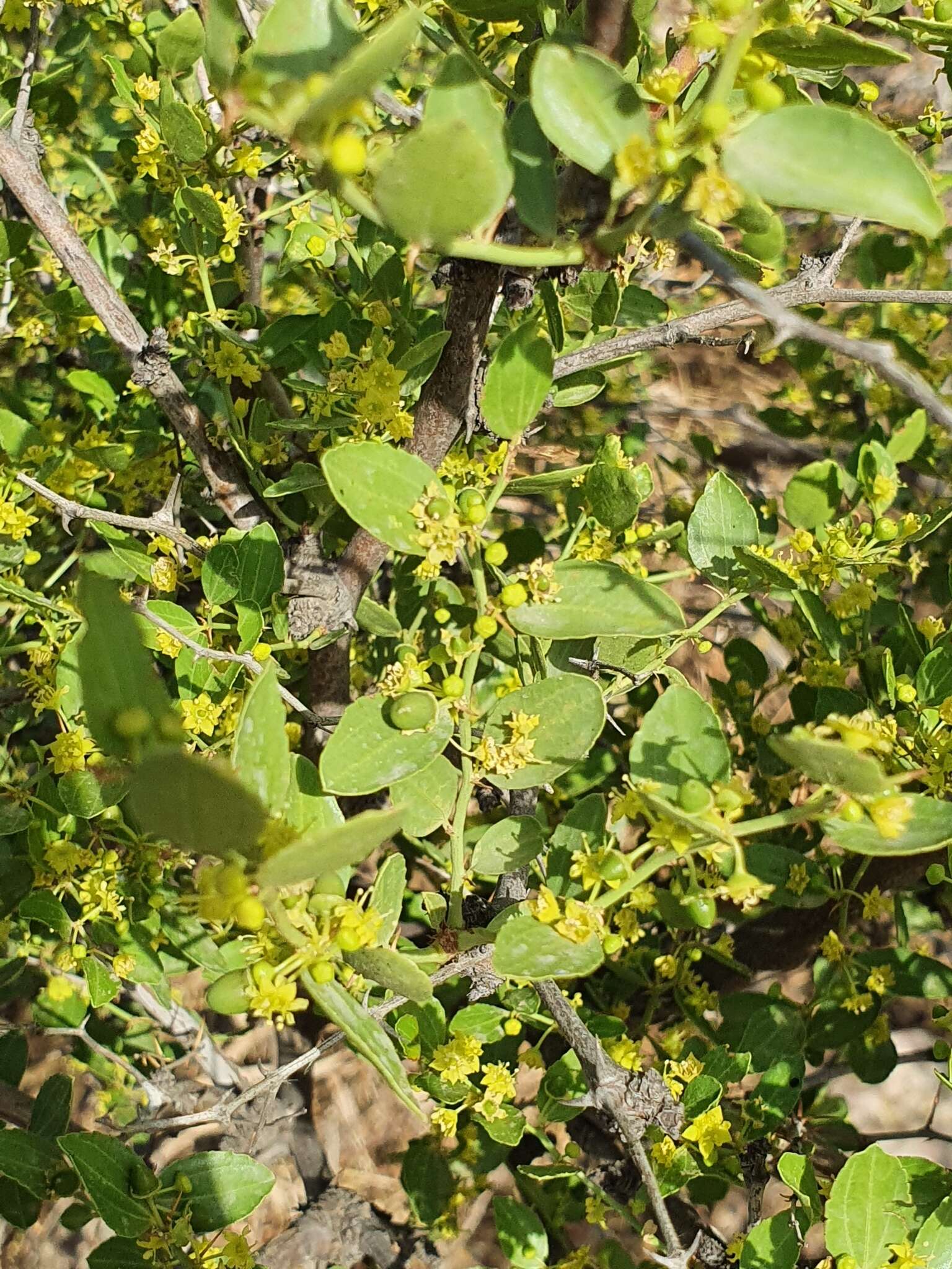 Plancia ëd Ziziphus lotus (L.) Lam.