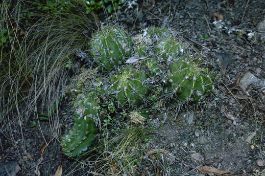 Image of Echinopsis ayopayana F. Ritter & Rausch