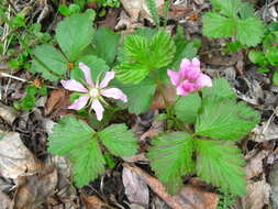 Image de Rubus arcticus subsp. acaulis (Michx.) Focke