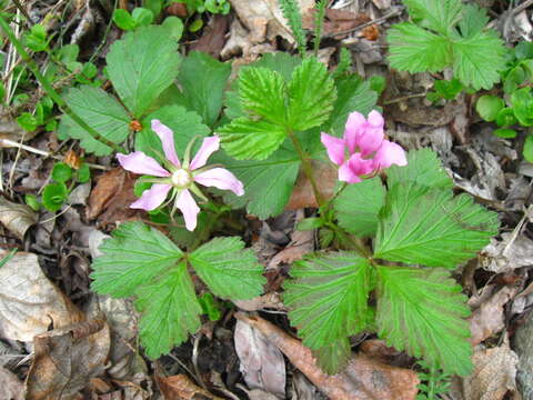 Rubus arcticus subsp. acaulis (Michx.) Focke resmi