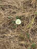 Image de Calystegia subacaulis subsp. episcopalis R. K. Brummitt