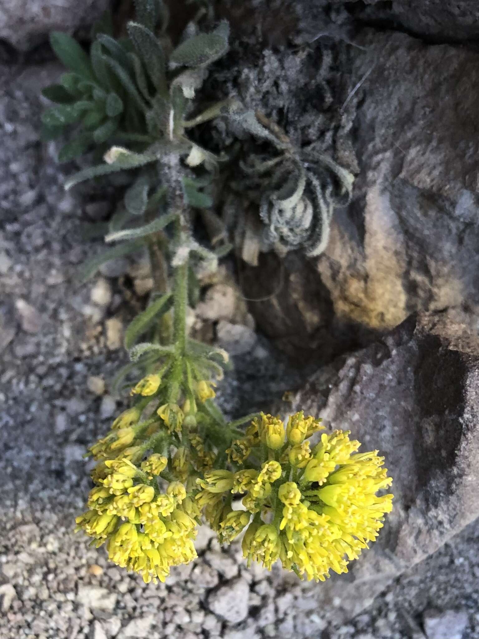 Image of Mt. Lassen draba