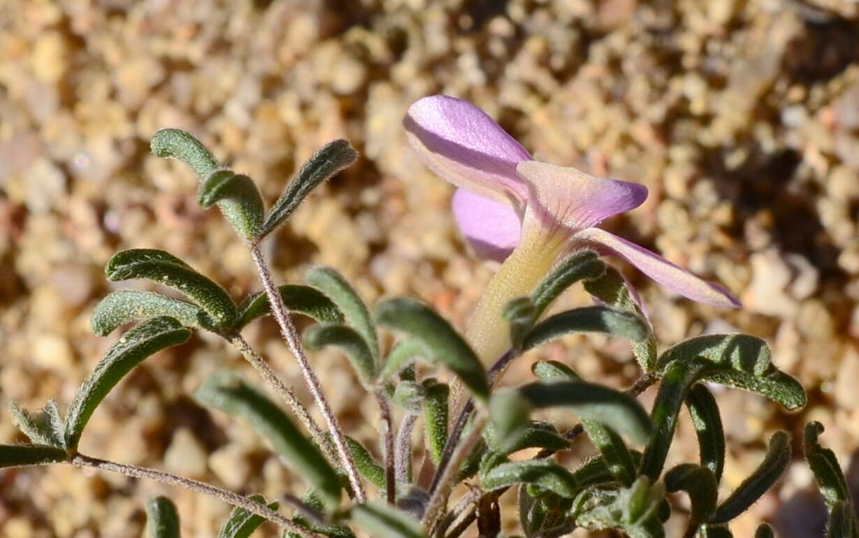 Sivun Oxalis reclinata Jacq. kuva