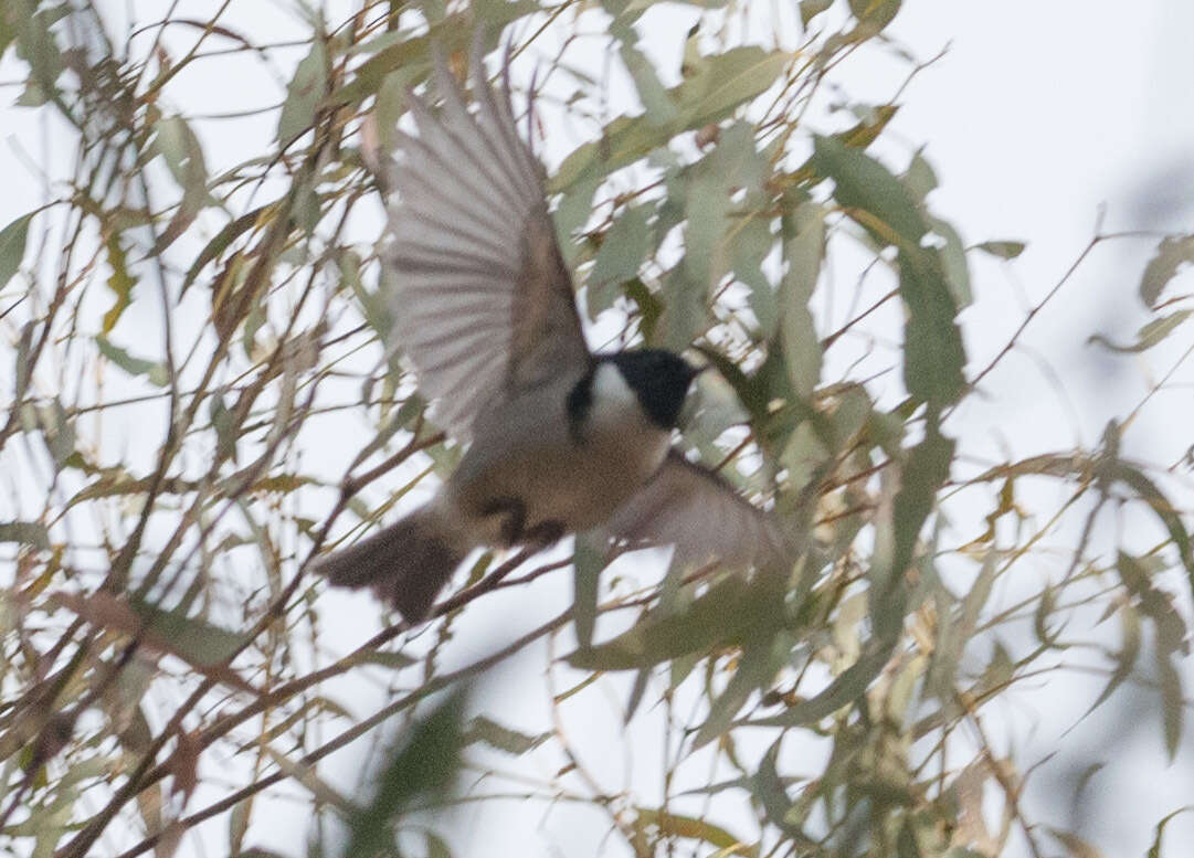 Image of Black-headed Honeyeater