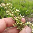 Image of leafy horseweed