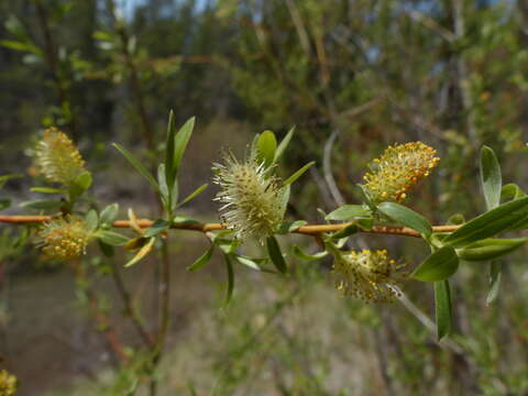 صورة Salix geyeriana Anderss.