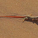 Image of Wedge-snouted Desert Lizard