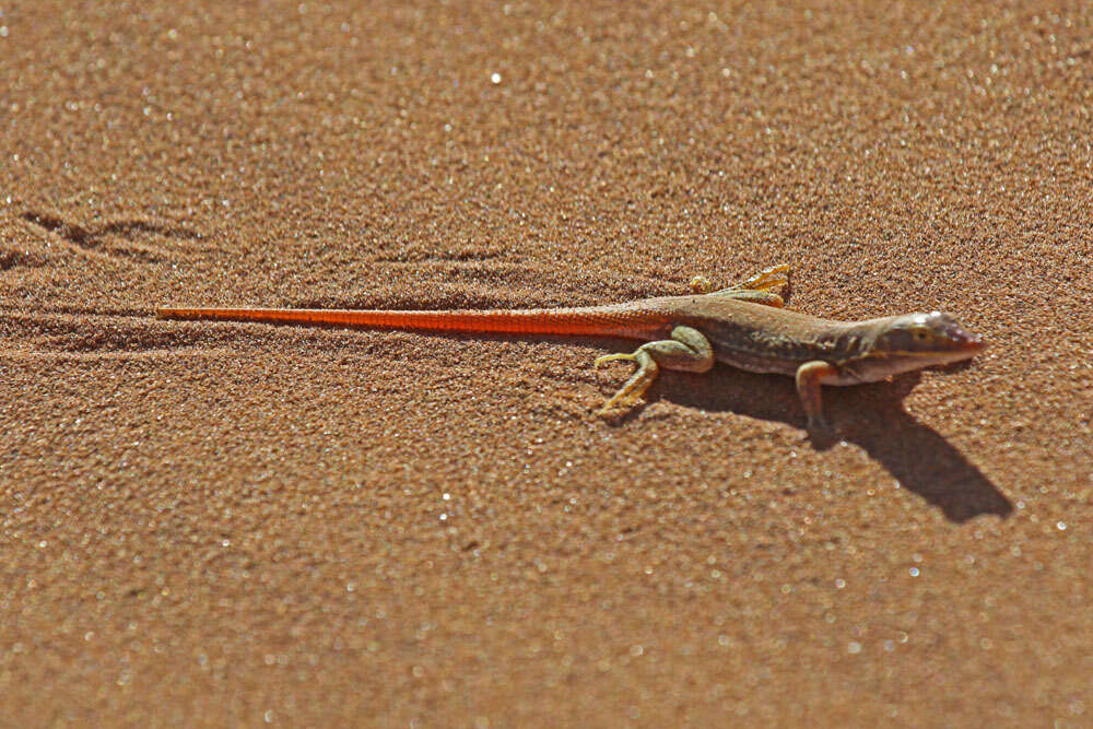 Image of Wedge-snouted Desert Lizard