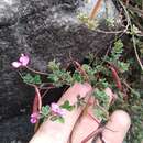 Imagem de Indigofera sarmentosa L. fil.