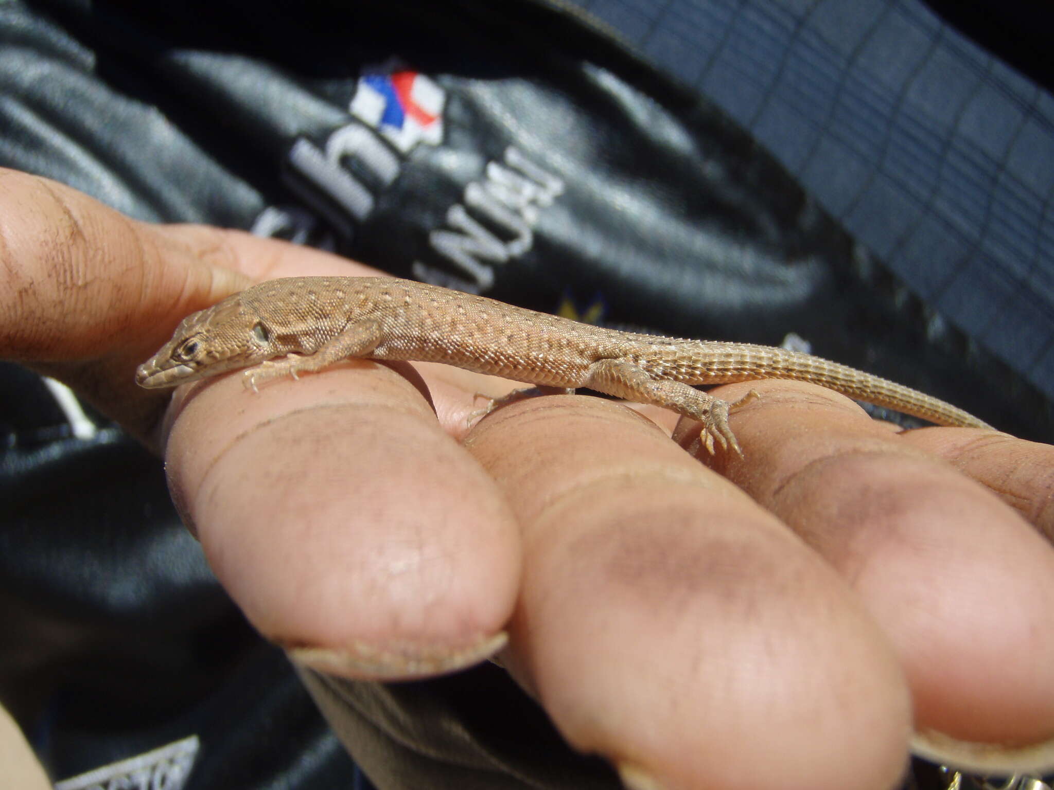 Image of Small-spotted lizard