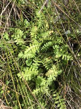 Image of Leptinella potentillina F. Müll.