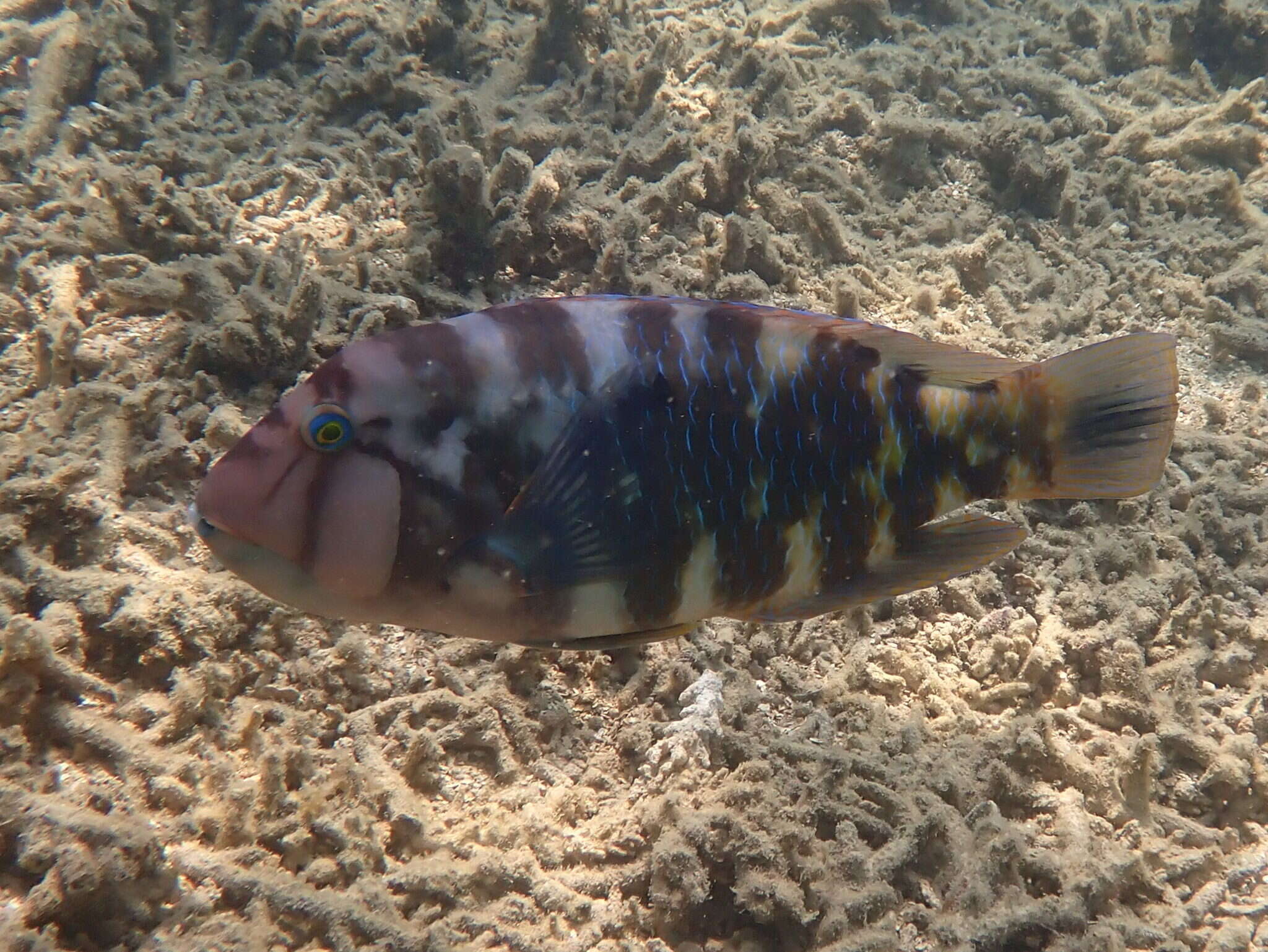 Image of Graphic tuskfish