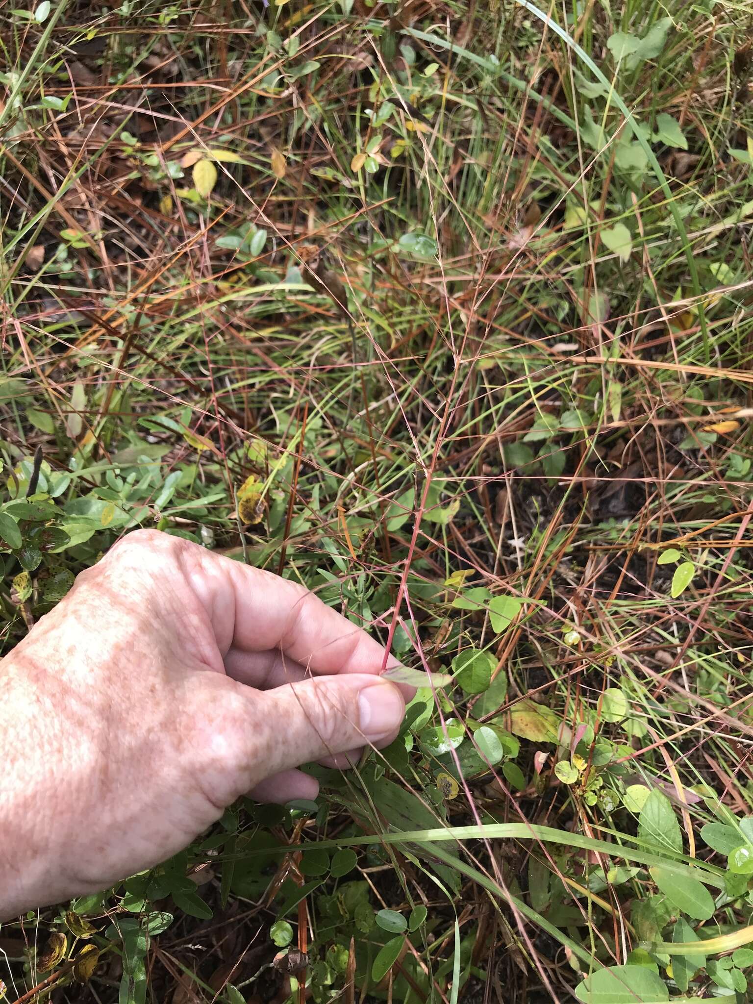 Image of bearded skeletongrass