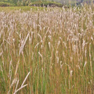 Image of Andropogon eucomus Nees