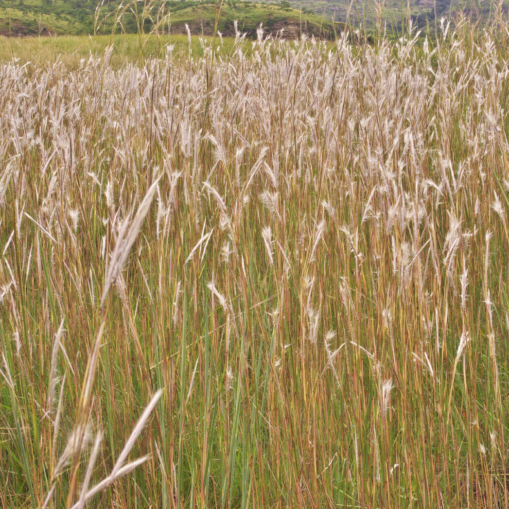 Sivun Andropogon eucomus Nees kuva