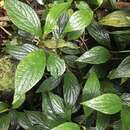 Image of Peperomia poasana C. DC. ex Th. Dur. & Pitt.