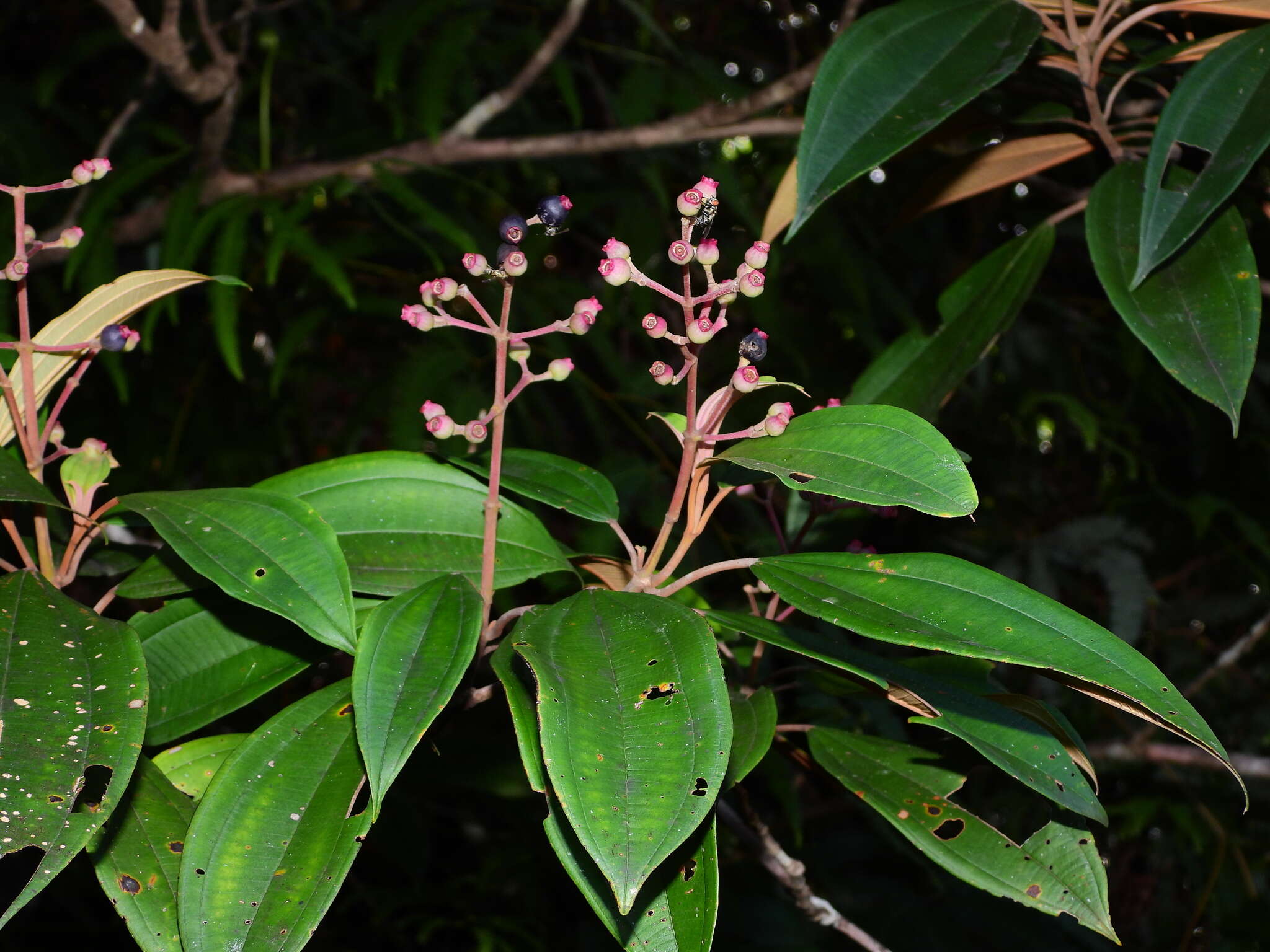 Imagem de Miconia mirabilis (Aubl.) L. O. Williams