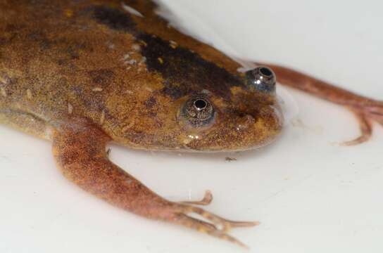 Image of Xenopus parafraseri Evans, Carter, Greenbaum, Gvozdík, Kelley, McLaughlin, Pauwels, Portik & Stanley et al. 2015