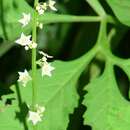 Image of Cyclanthera multifoliola Cogn.