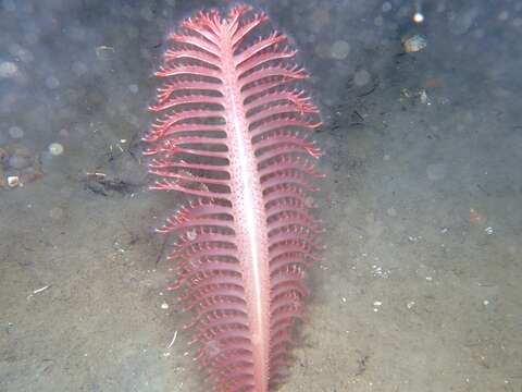 Image of luminescent sea-pen