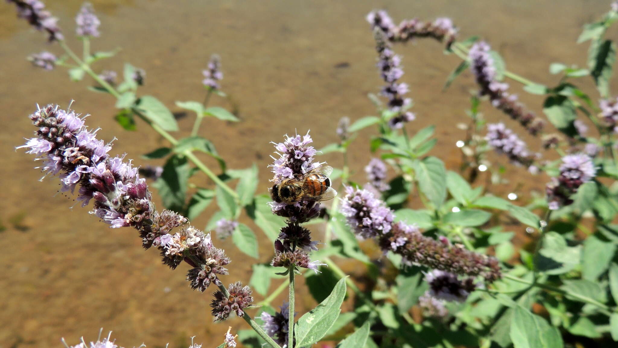 Image of Mentha longifolia var. asiatica (Boriss.) Rech. fil.