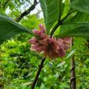 Image of Drymonia parviflora Hanst.