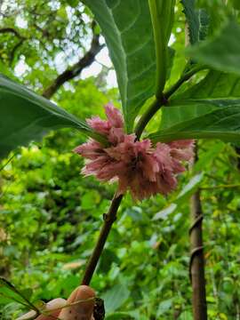 Imagem de Drymonia parviflora Hanst.