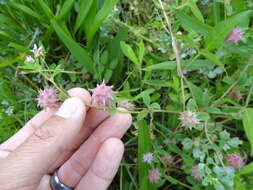 Image of reversed clover