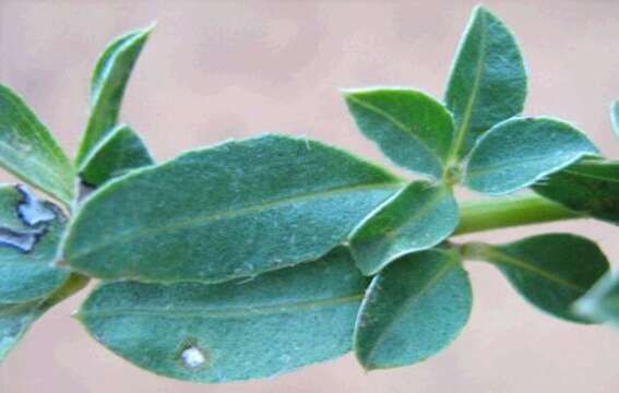 Plancia ëd Barleria macrostegia Nees