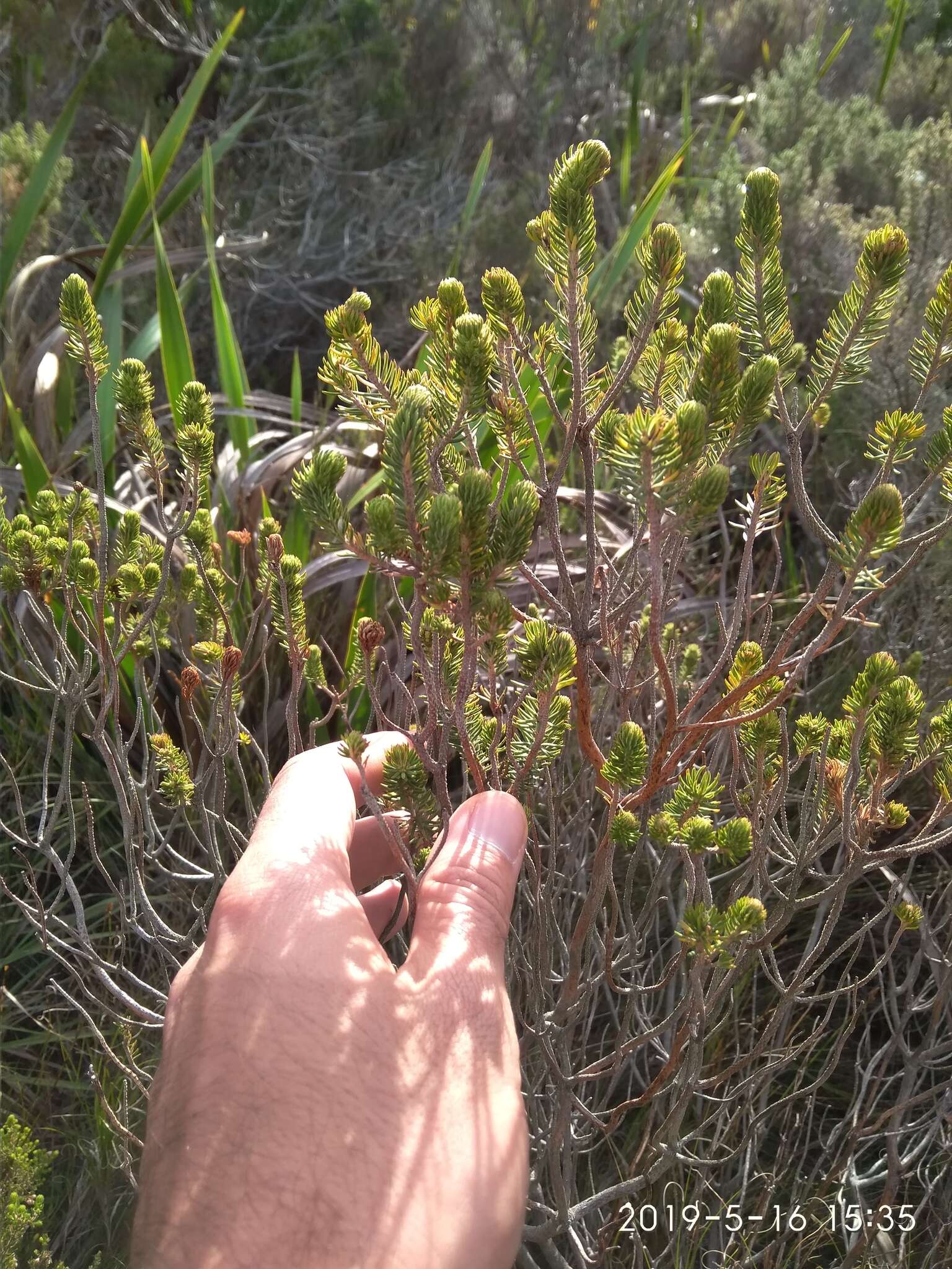 Image of Erica abietina subsp. diabolis E. G. H. Oliv. & I. M. Oliv.