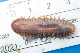 Image of Twelve-Scaled worm