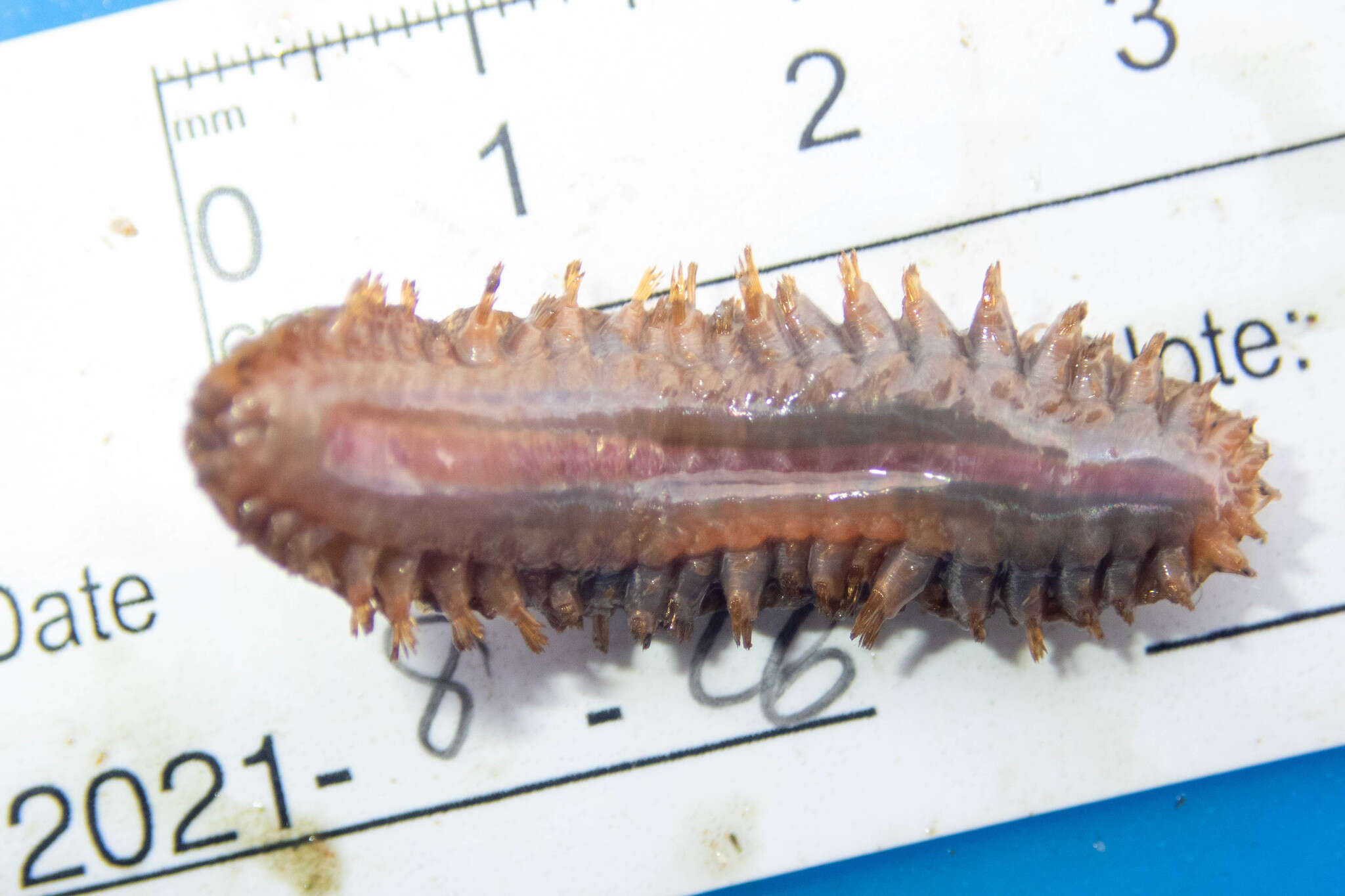 Image of Twelve-Scaled worm