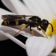 Cerceris rybyensis (Linnaeus 1771) resmi