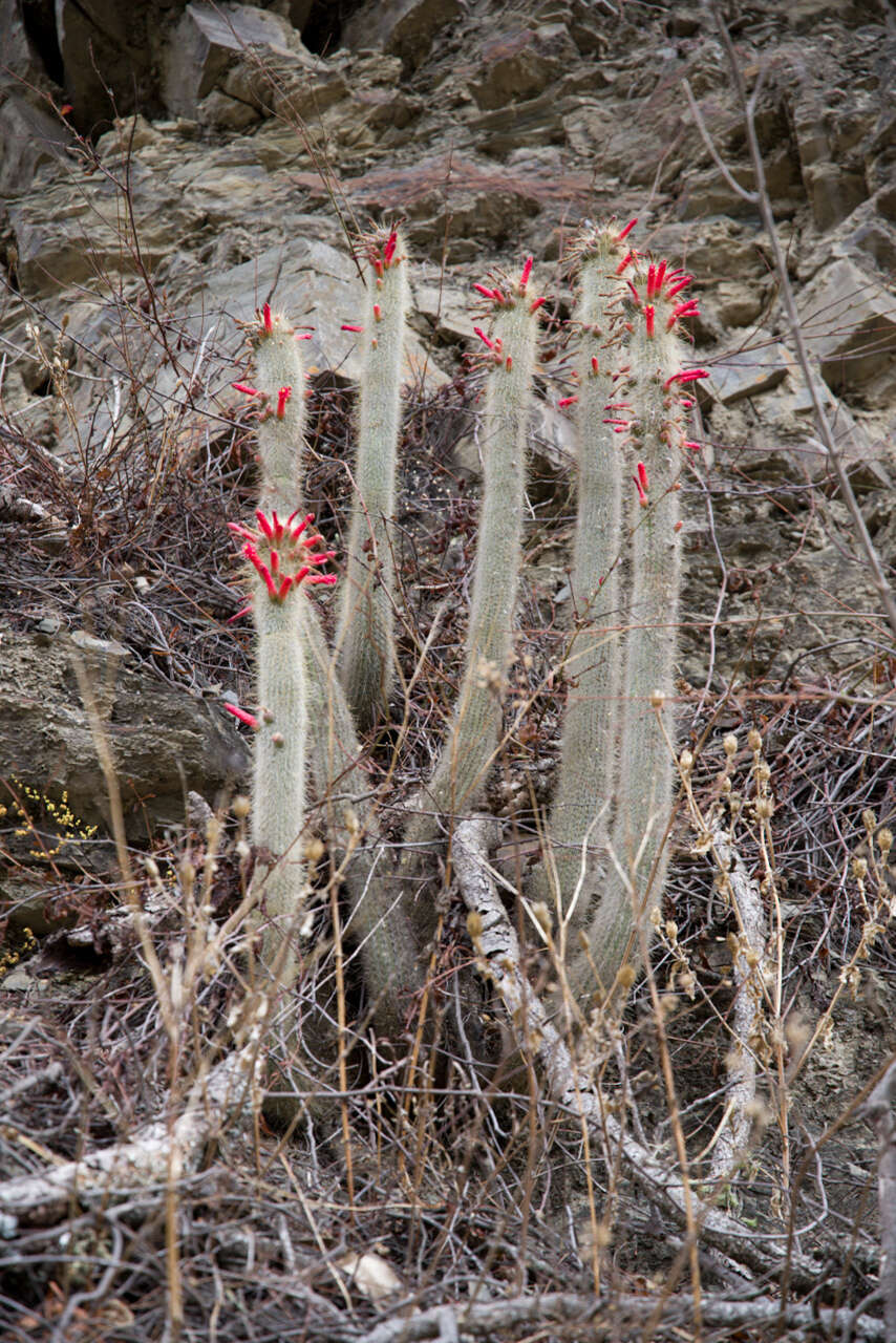 Image of Cleistocactus hyalacanthus (K. Schum.) Rol.-Goss.